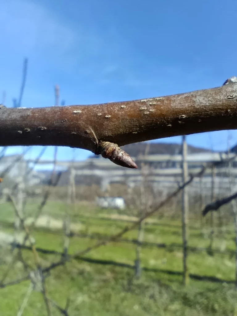 Bourgeons à bois Poirier