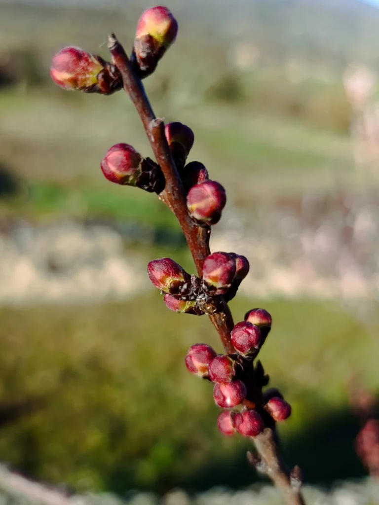 Bourgeons à fleur d'abricotier