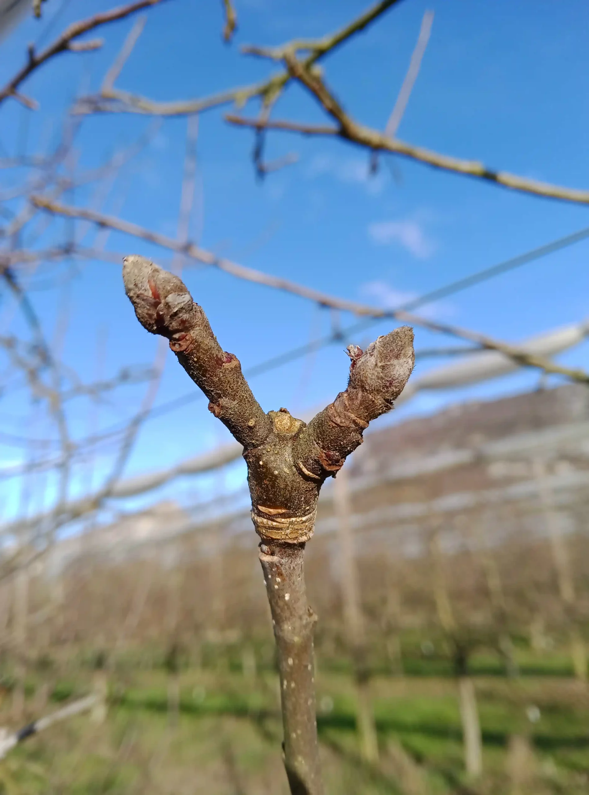 Bourgeons à fruit de pommier