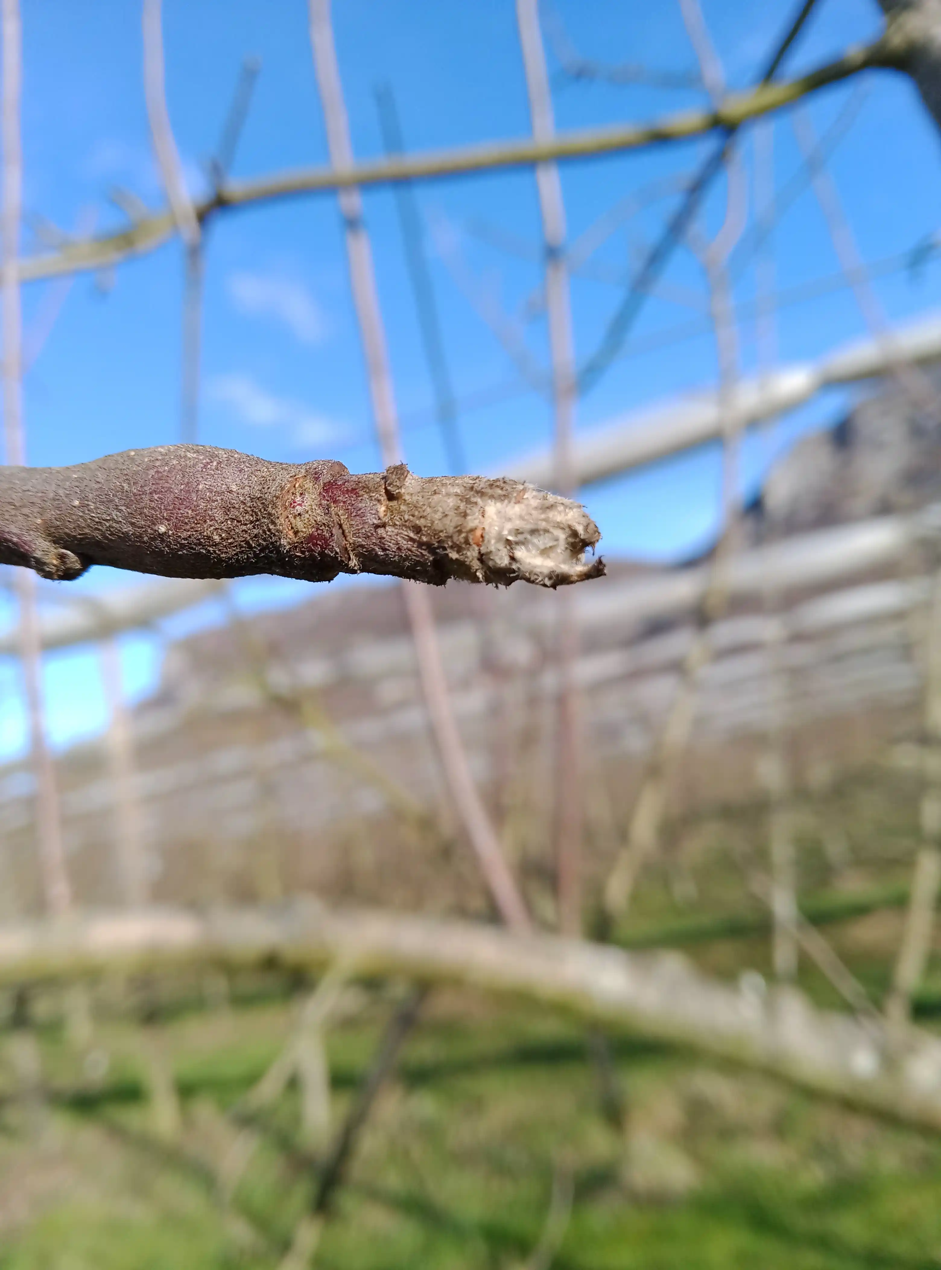Bourgeon à bois de pommier