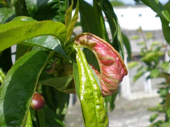 Feuille de p&ecirc;cher atteint par la cloque
