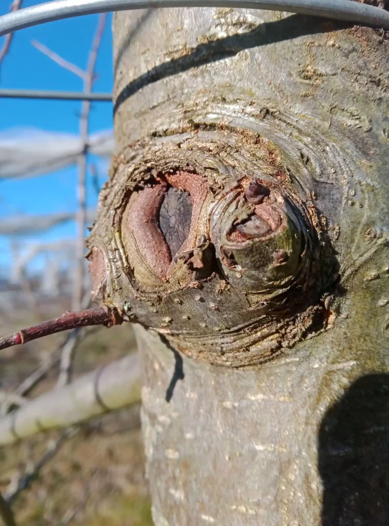 Coupe recouverte partiellement