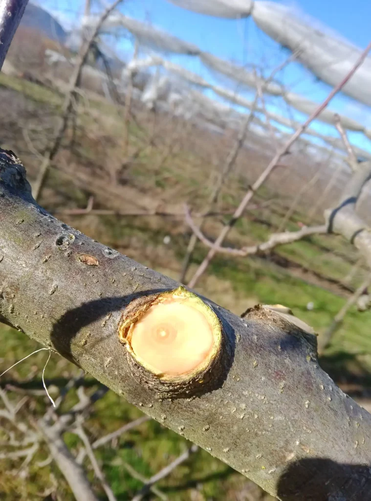 Coupe propre au niveau du ride