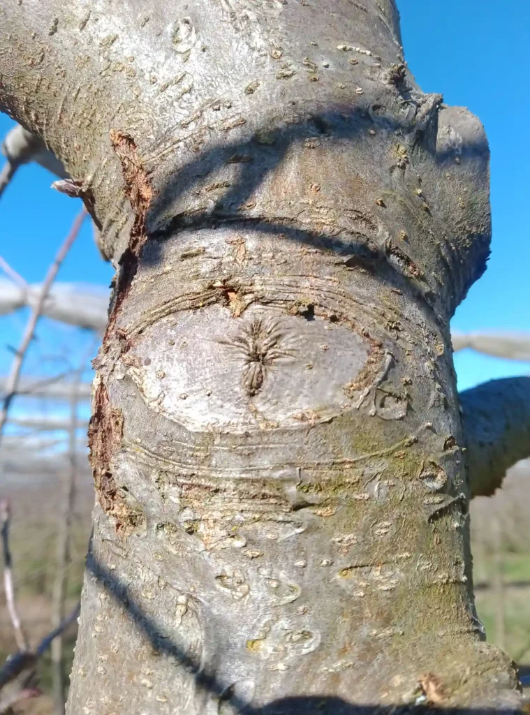 Coupe recouverte completement