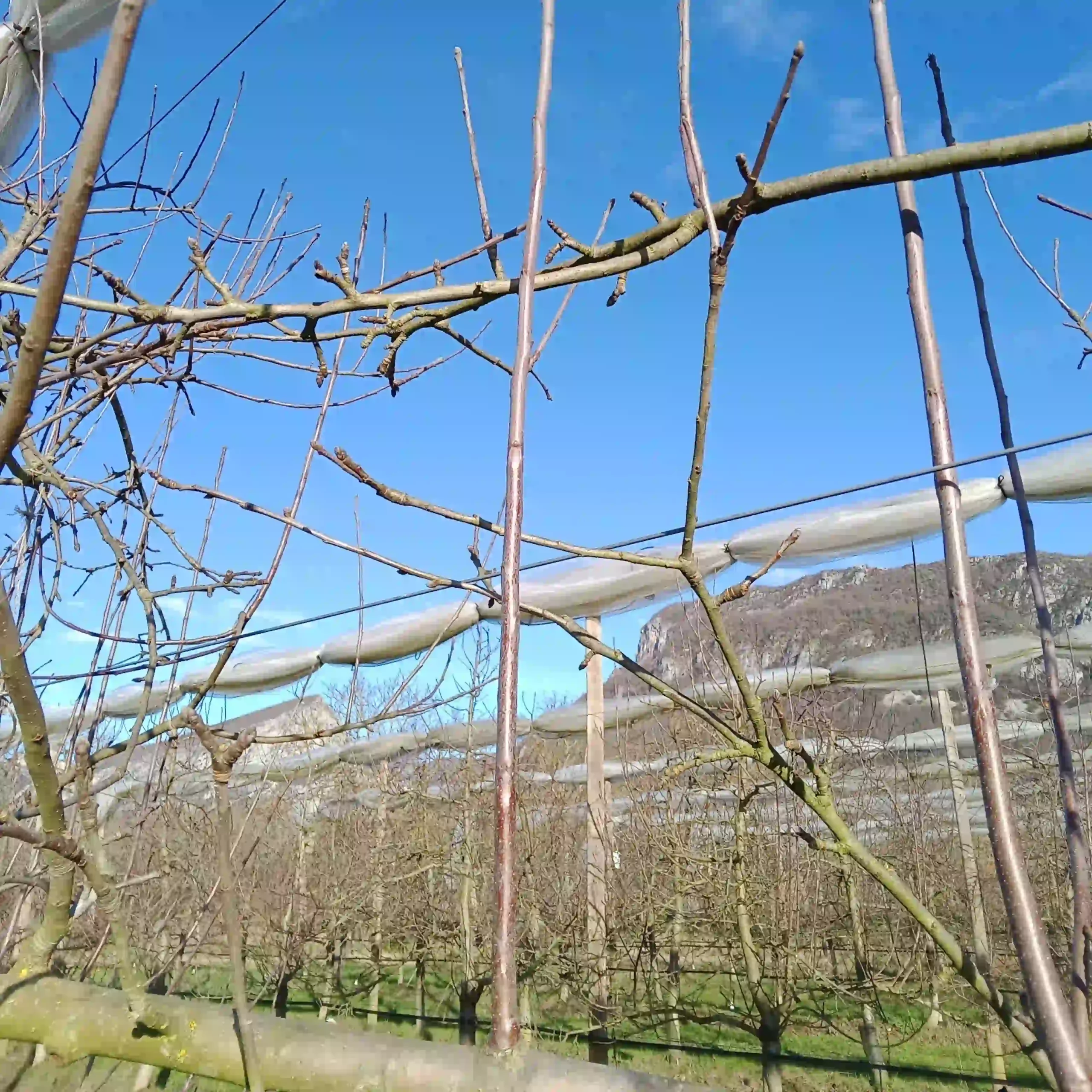 Comment et quand pr&eacute;lever un greffon