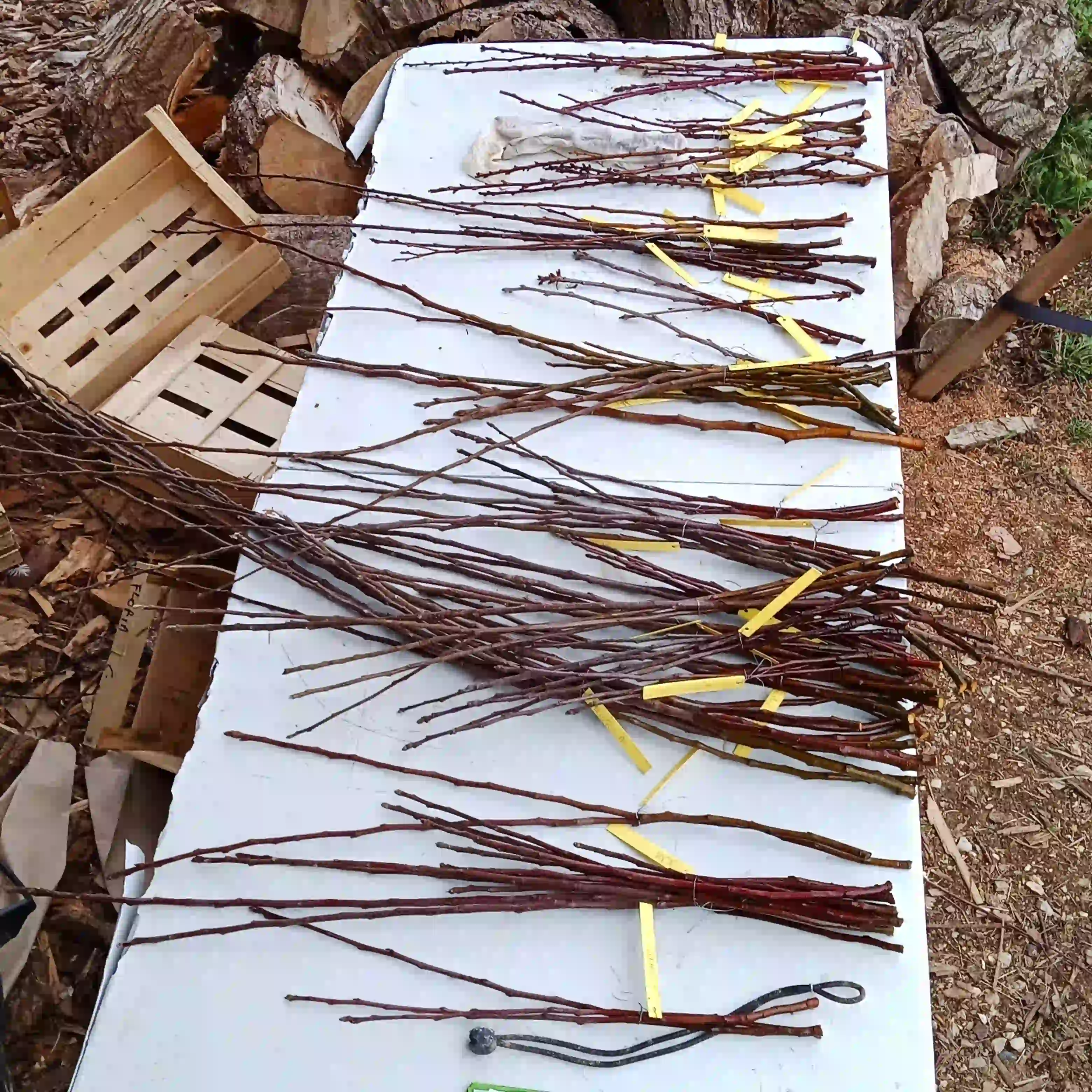 Comment et quand récolter des greffons