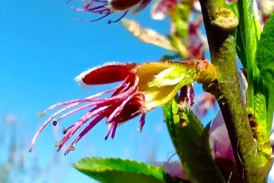 Fleur de p&ecirc;cher non gel&eacute;e