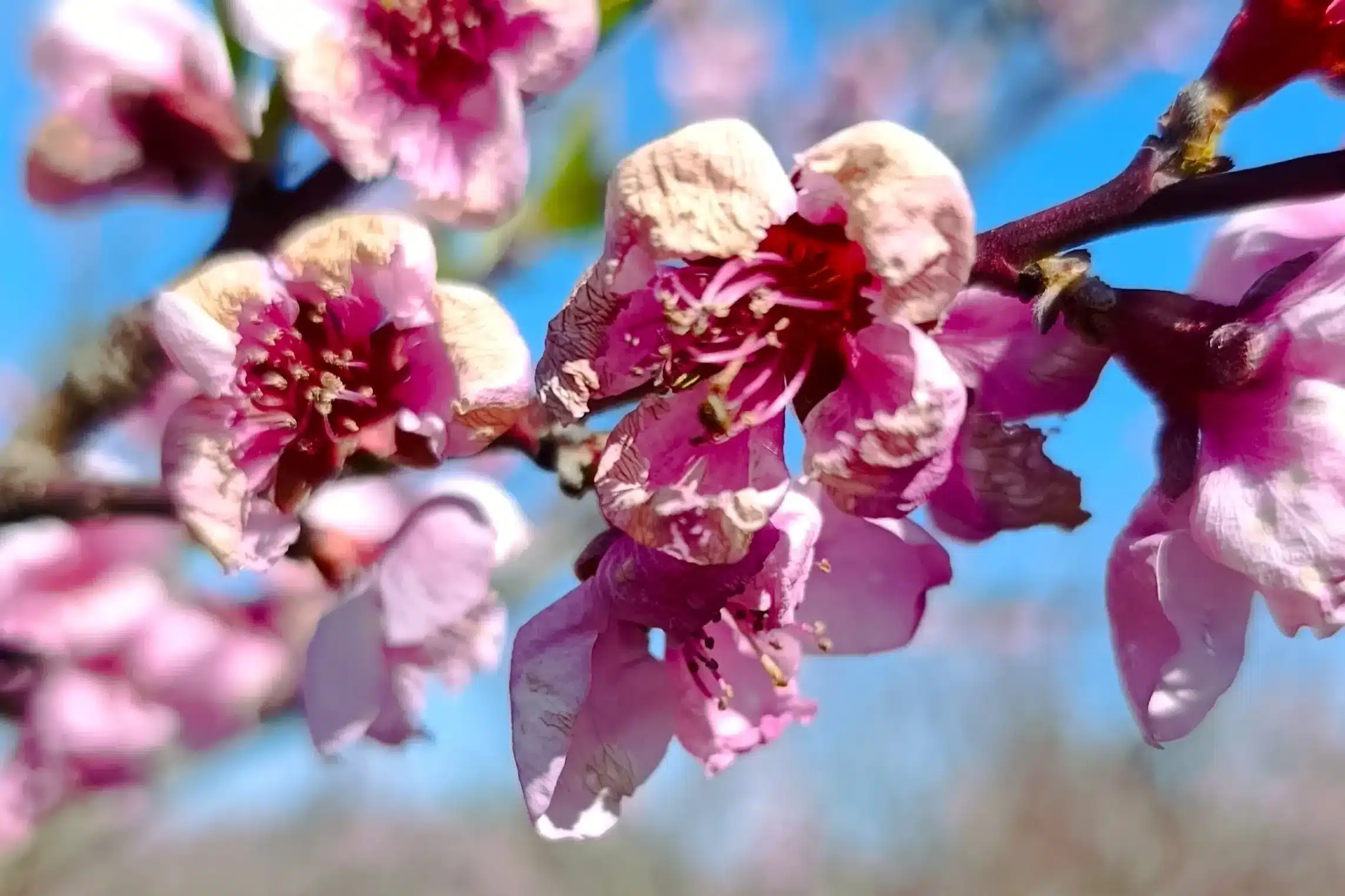 Fleur de p&ecirc;cher gel&eacute;e