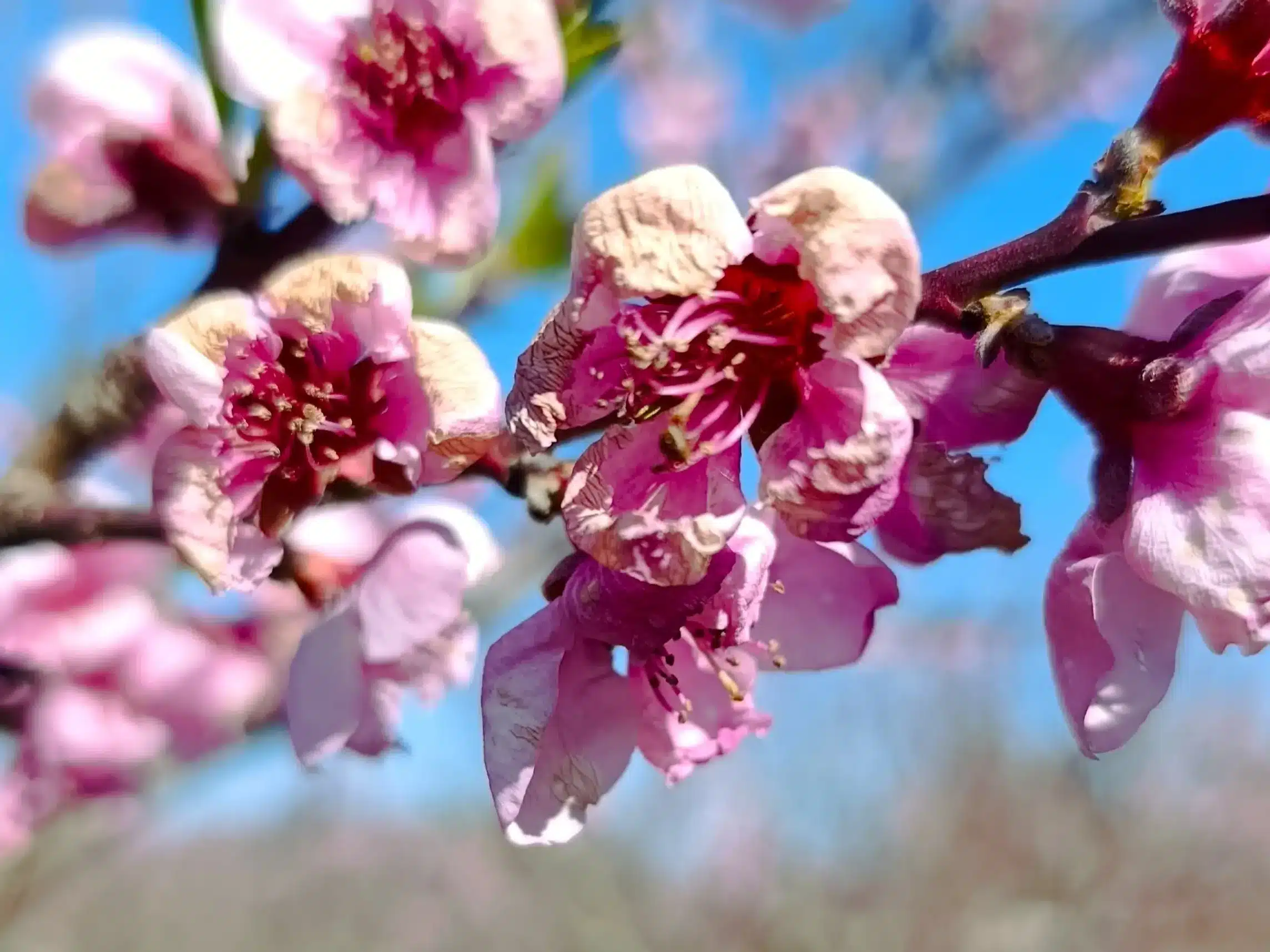 Fleur de p&ecirc;cher gel&eacute;e