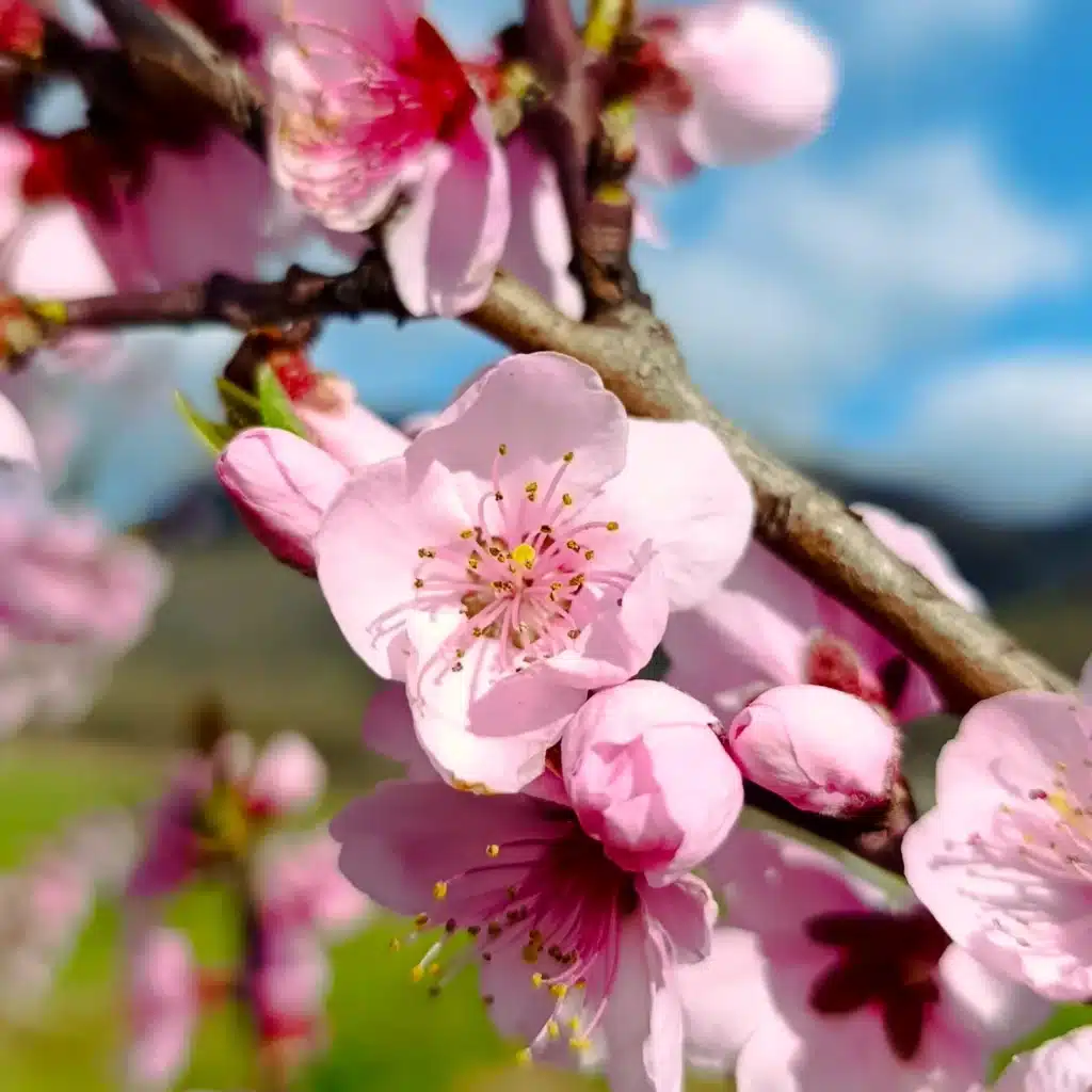 Fleur de p&ecirc;cher
