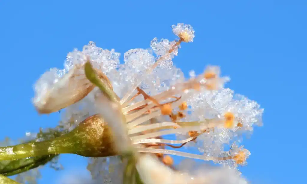 Fleur avec du gel de printemps