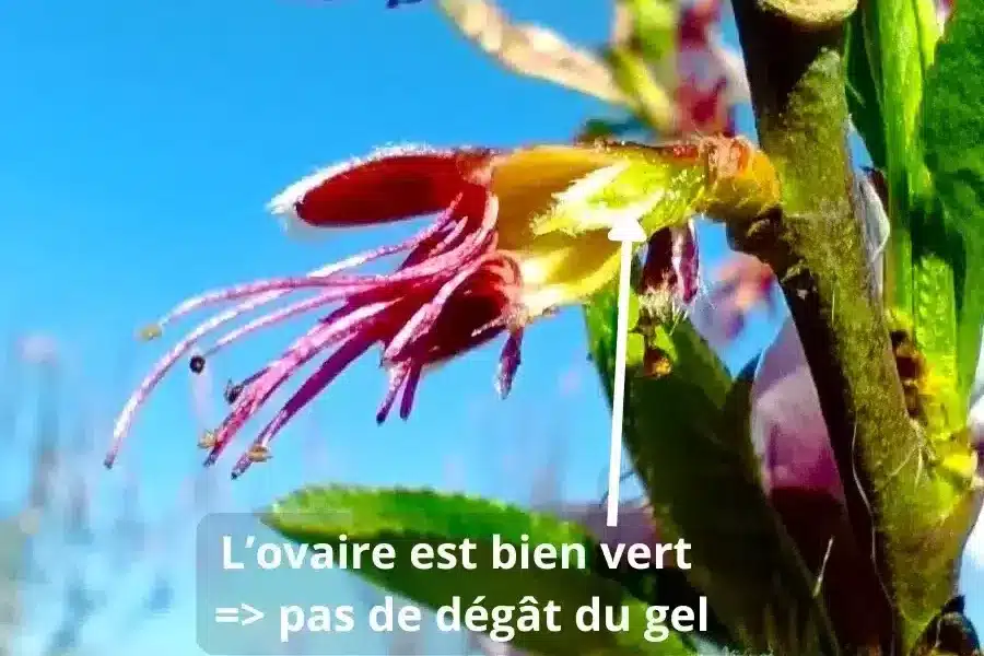Fleur de p&ecirc;cher non gel&eacute;e, ovaire bien vert