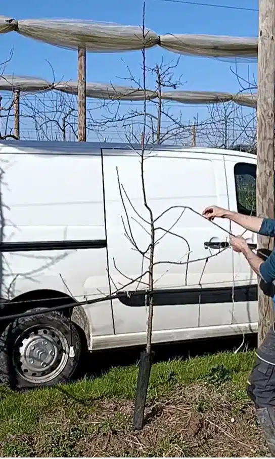 Formation pommier en axe