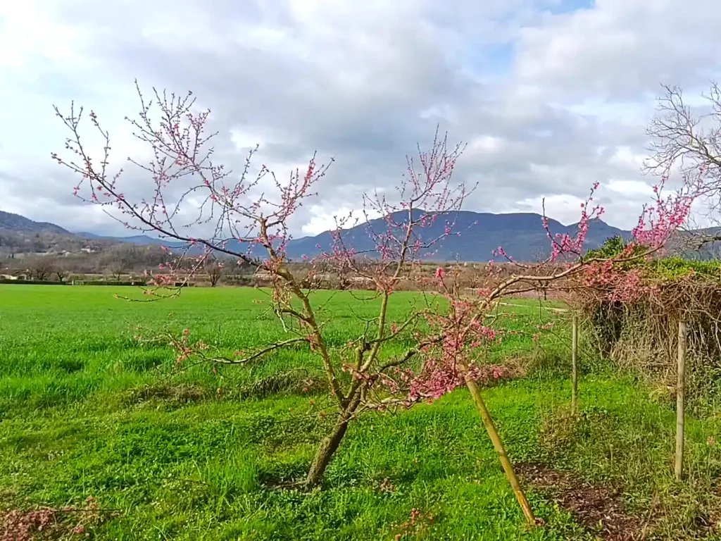 P&ecirc;cher en gobelet apr&egrave;s la taille