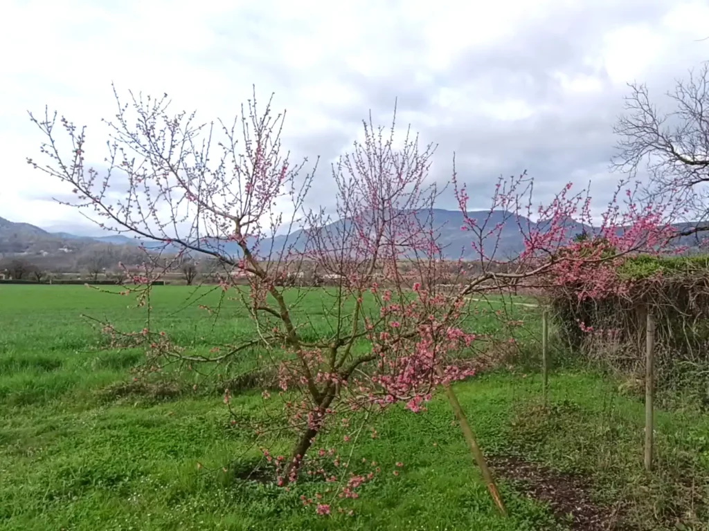 P&ecirc;cher en gobelet avant la taille