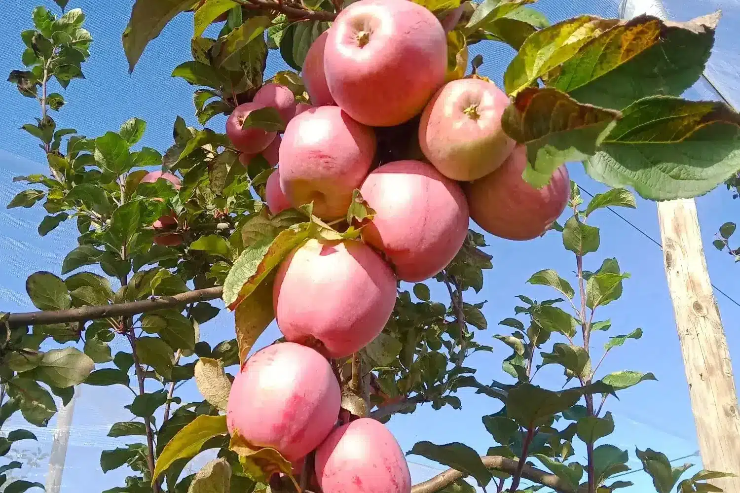Grappe de pommes jolibois