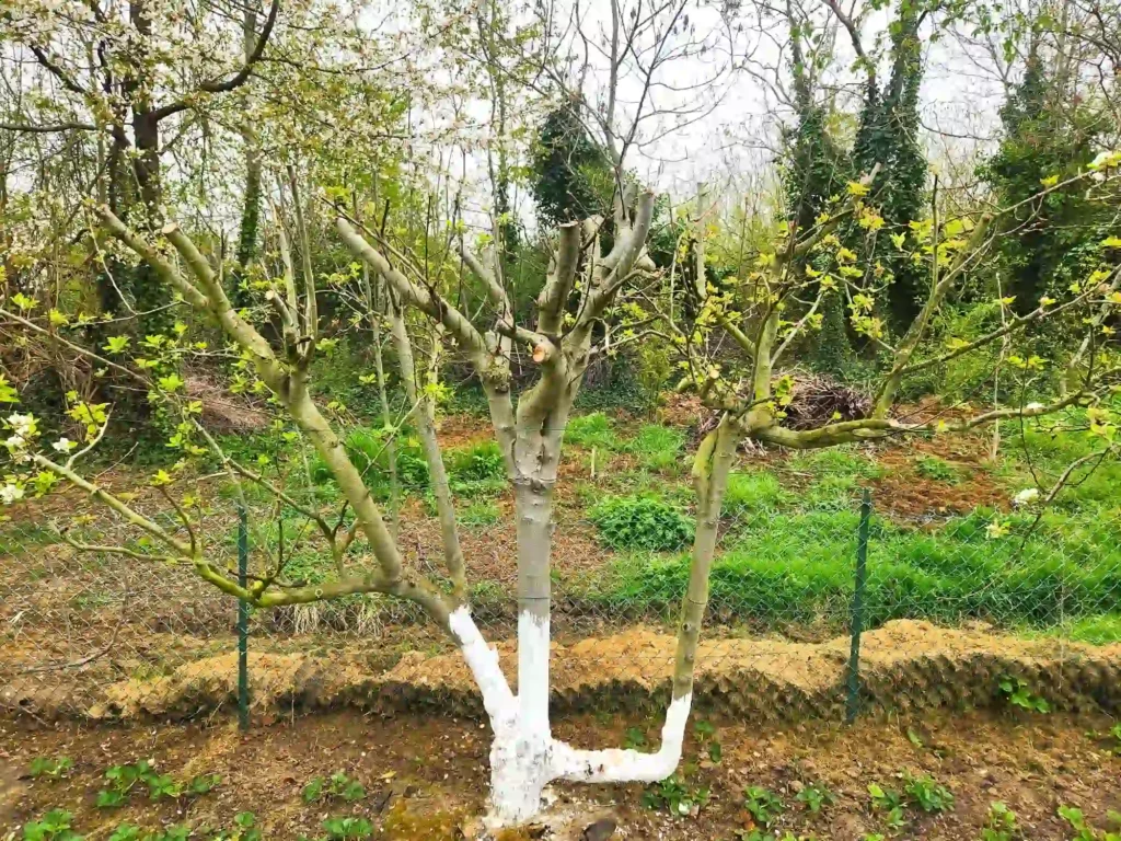 Pommier taillé trop sévèrement