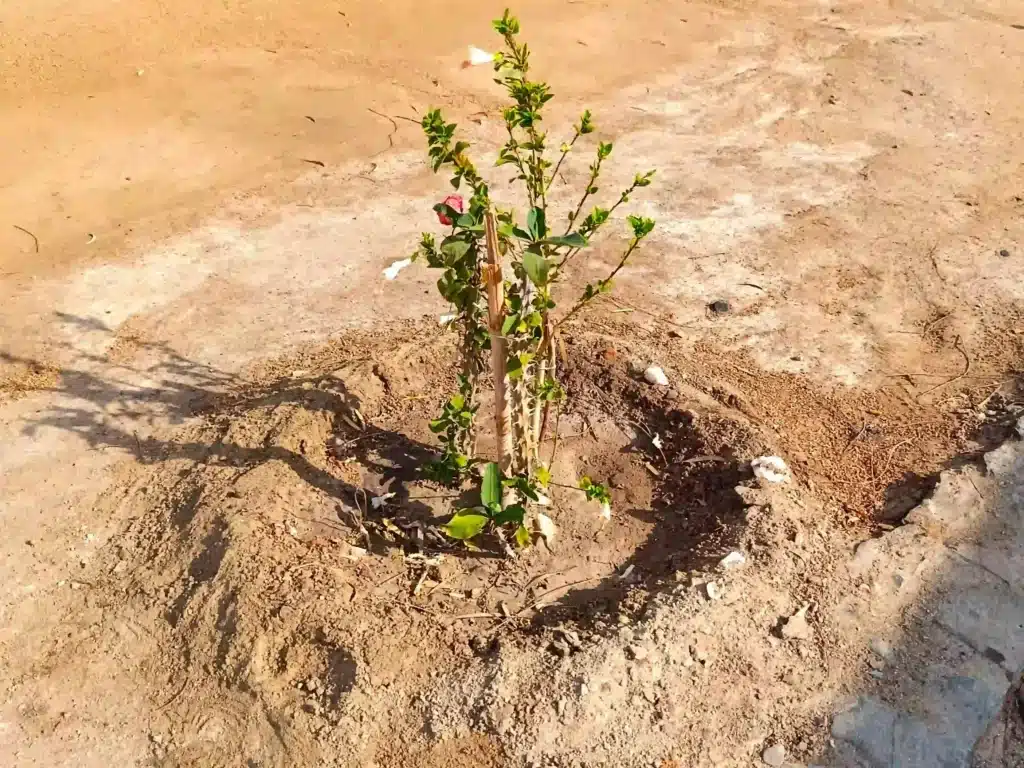 Cuvette d'arrosage en climat aride (Egypte)