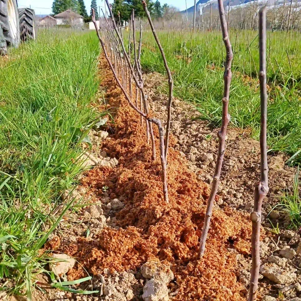 Paillage de dr&ecirc;che de brasserie dans la p&eacute;pini&egrave;re avant le BRF
