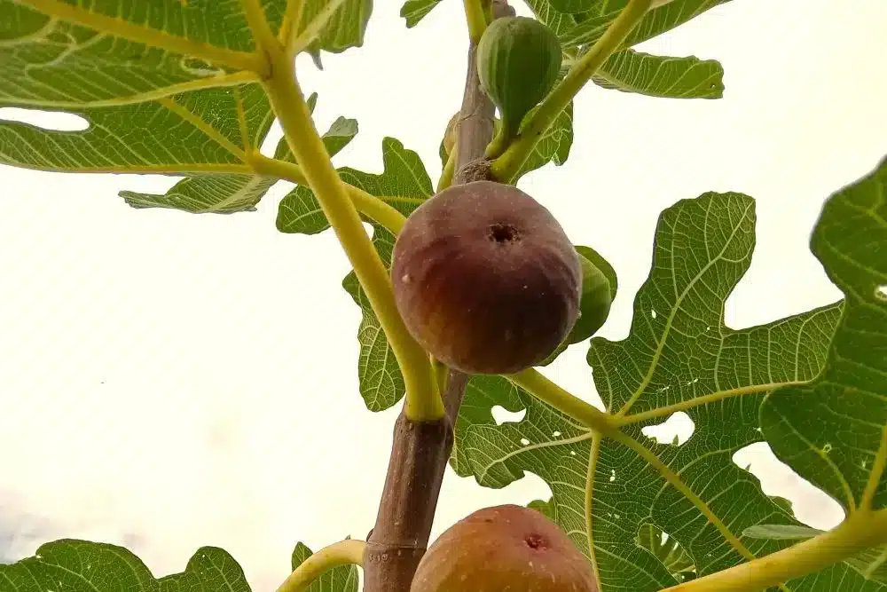 Figues Dorée dans l'arbre