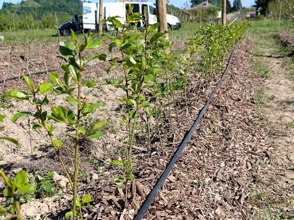 Paillage de BRF au pied des jeunes porte-greffe de la pépinière