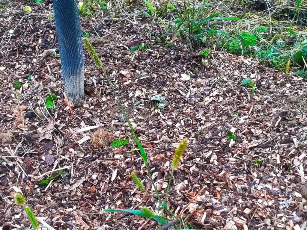 Paillage de BRF au verger