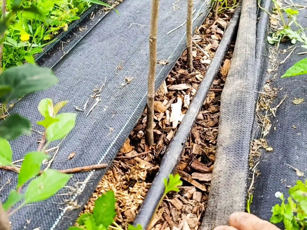 Arrosage goutte à goutte de la pépinière