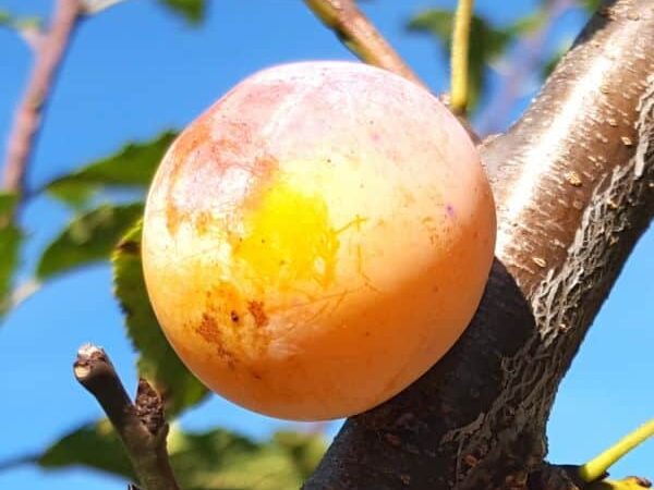 Prunes Mirabelles bio