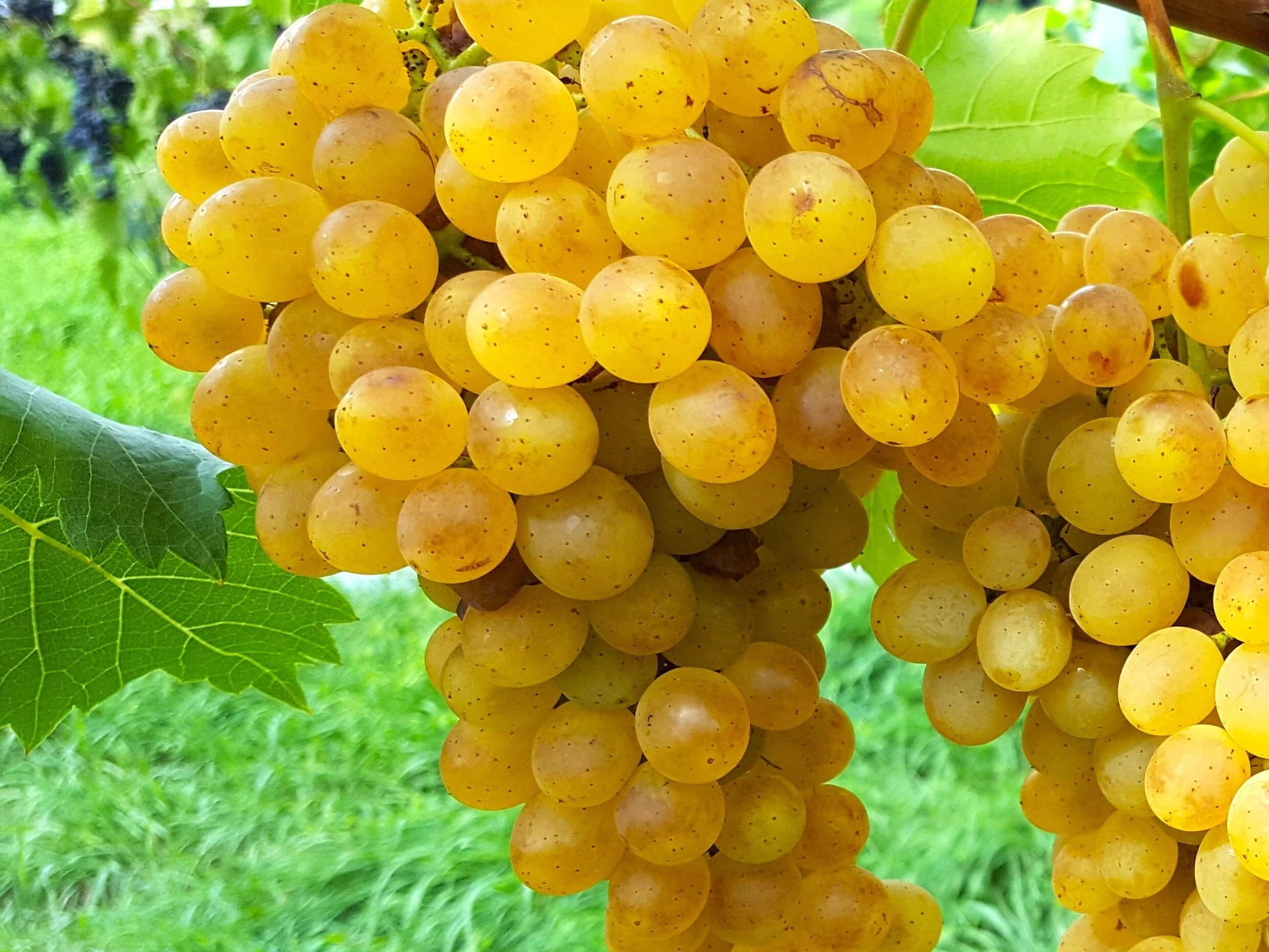Raisin de table bio