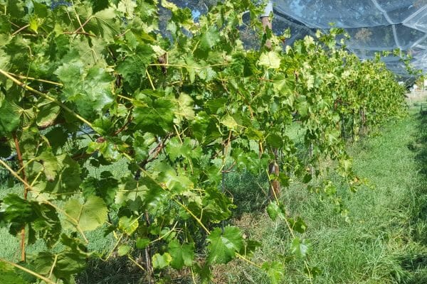 Vignes de table