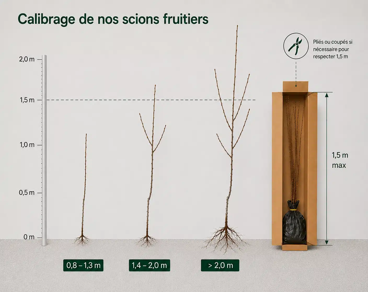Calibrage de nos scions fruitiers, tailles disponibles de 0,8 m à plus de 2 m