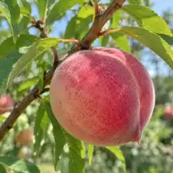 Pêche Nelly