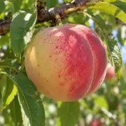 Pêche précoce de hale