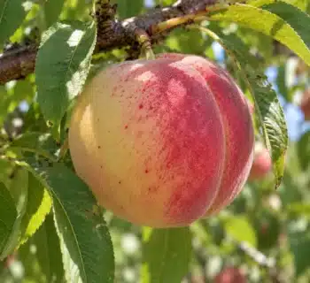 Pêche précoce de hale