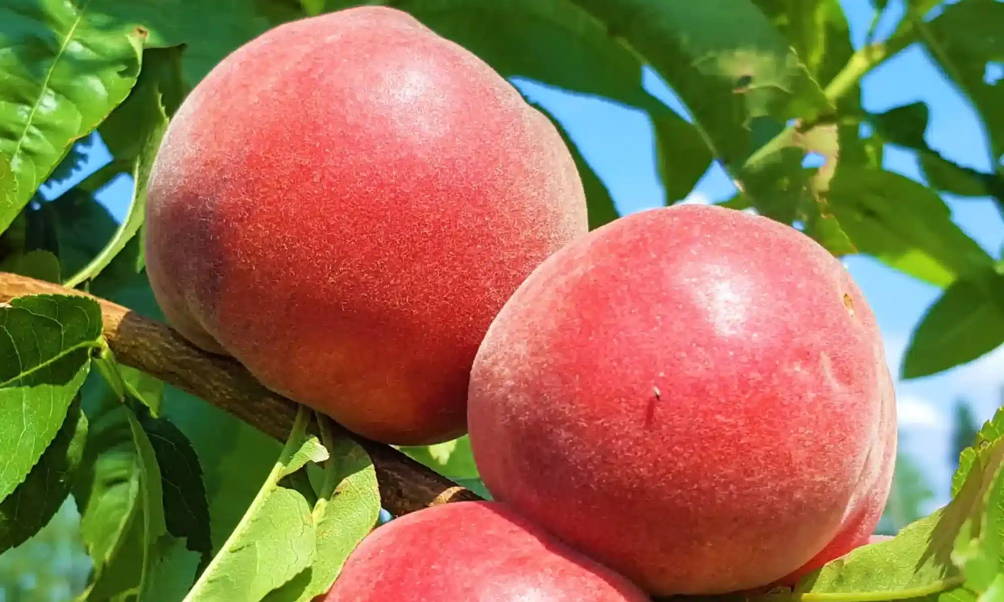 Stage de taille fruit à noyaux
