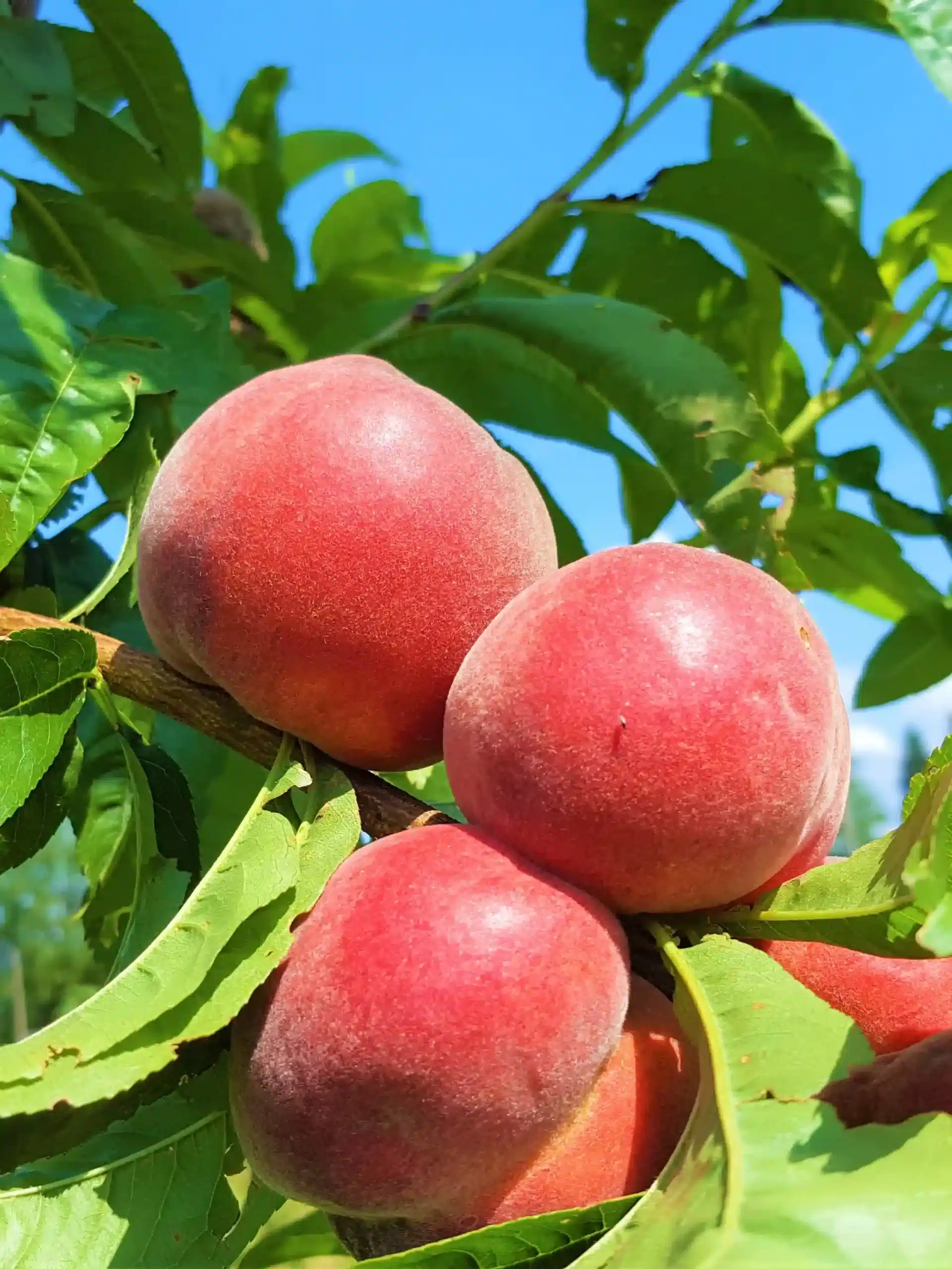 Taille des arbres fruitiers &agrave; noyaux &ndash; approfondissement 100% pratique