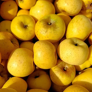Pommier Reinette Dorée