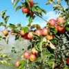 Pommier Calville Précoce