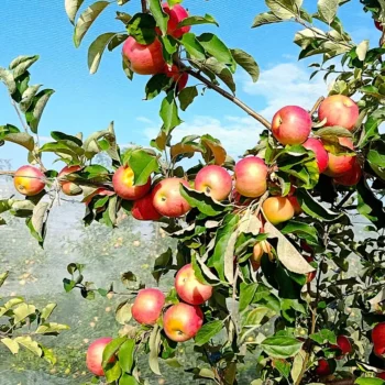 Pommier Calville Précoce